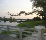 Carolina Beach State Park